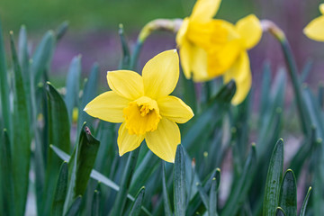 Daffodil flower. Beautiful bright yellow flower among green leaves. Spring park. Close-up.