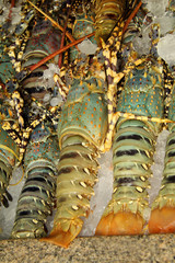 Uncooked fresh lobster on ice. Asian sea food. Phuket, Thailand. Wallpaper and background.