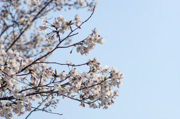 満開の桜