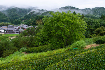Fototapeta na wymiar 早朝の靄と緑の茶畑と大きな樹木