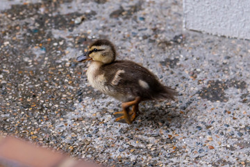 カルガモの赤ちゃんが歩いている様子
