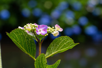 背後に青い色の紫陽花が咲いている紫色の紫陽花