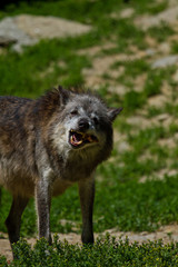 Obraz premium Timberwolf oder Amerikanischer Grauwolf (Canis lupus lycaon)