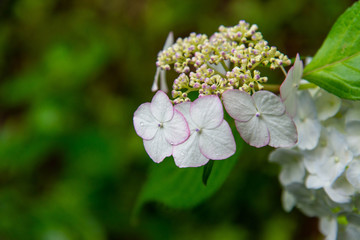 雨に濡れた白い色の紫陽花の花