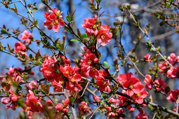 Obraz premium Close up delicate red flowers of Chaenomeles japonica shrub, commonly known as Japanese quince or Maule's quince in a sunny spring garden, beautiful Japanese blossoms floral background, sakura 