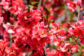 Close up delicate red flowers of Chaenomeles japonica shrub, commonly known as Japanese quince or Maule's quince in a sunny spring garden, beautiful Japanese blossoms floral background, sakura

