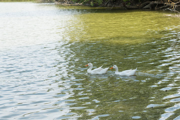 Pair of white ducks