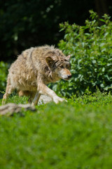 Timberwolf oder Amerikanischer Grauwolf (Canis lupus lycaon)