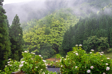 山に発生した靄と白い紫陽花の花
