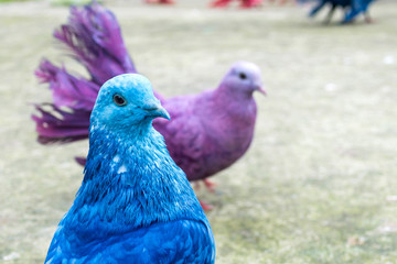 Colorful pigeons at Paradise Park Farm. Koh Samui, Thailand