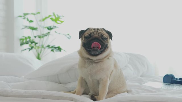 Cute pug dog breed lying on blanket on white bed in bedroom smile with funny face and feeling so happiness after wake up in the morning,Healthy Purebred dog Concept