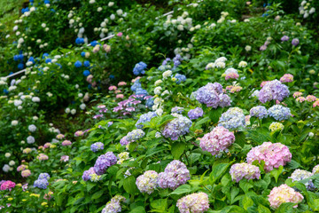 Obraz premium 色んな色の花が満開に咲いている紫陽花