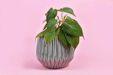 Tropical 'Philodendron Hederaceum Micans' house plant with heart shaped leaves with velvet texture...
