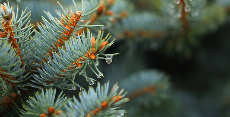 Young decorative blue spruce. Needles of blue spruce close-up. Texture. Natural blurred background. Image.Raindrops on the needles of a tree.