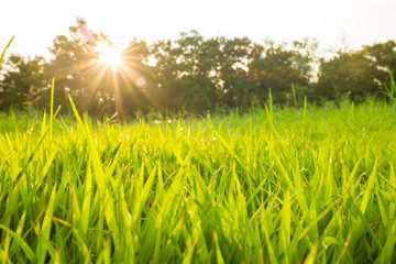 Green grass close up with sun light background