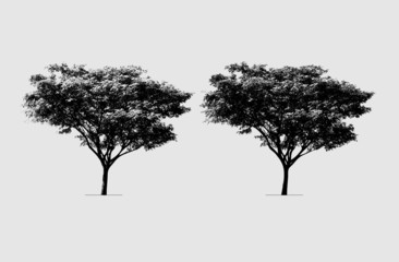 Rain tree silhouette.
high contrast style : vector file (live trace in 2 degrees)