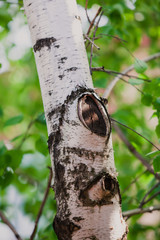 Birch tree trunk close-up