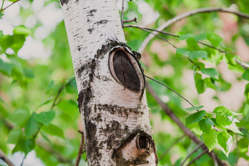 Birch tree trunk close-up