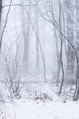 a small layer of snow in the forest