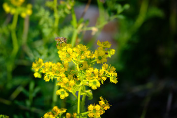 Honey bee gathers nectar from Ruta graveolens or herb-of-grace