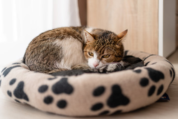 nice cat relaxing at home on pet bed