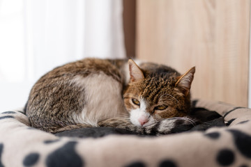 nice cat relaxing at home on pet bed