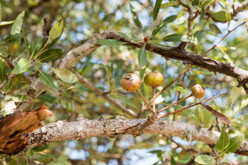 Sicilian rock garden