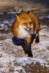 Rotfuchs (Vulpes vulpes) in Deutschland