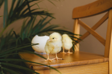 Two newborn chickens and ostrich's shell on chair.