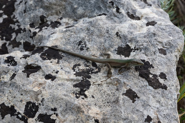Lizard on the rock