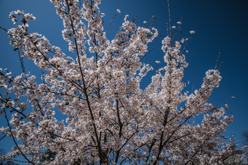 cherryblossoms of early spring season