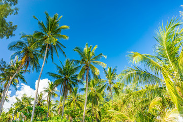 Fototapeta na wymiar Coconut trees at the beach