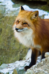 Rotfuchs (Vulpes vulpes) in Deutschland