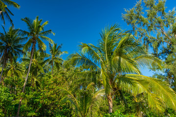 Naklejka na ściany i meble Coconut trees at the beach