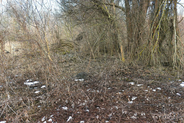  last snow in the wild forest