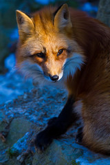 Rotfuchs (Vulpes vulpes) in Deutschland