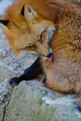 Rotfuchs (Vulpes vulpes)