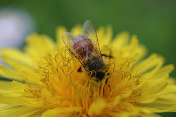 Pszczoła mlecz bee © Perovskia