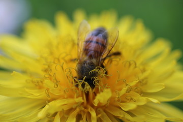 Pszczoła mlecz bee
