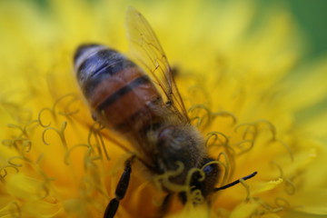 Pszczoła mlecz bee © Perovskia