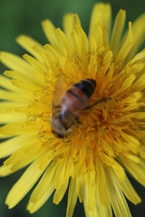 Pszczoła mlecz bee © Perovskia
