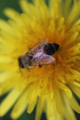 Pszczoła mlecz bee miód honey