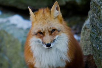 Rotfuchs (Vulpes vulpes)