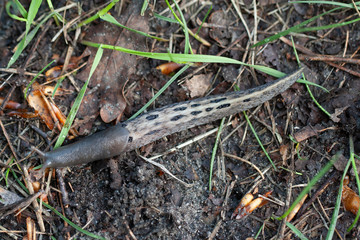 Limax cinereoniger, snail