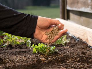 fertilizing your vegetable seedlings in raised garden bed