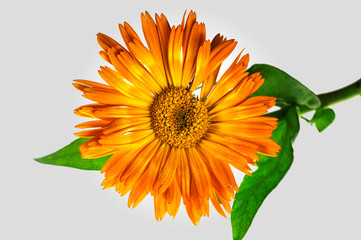 eine Ringelblume in voller Pracht