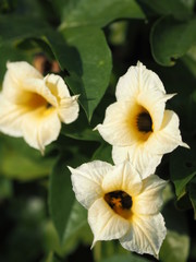 Fototapeta na wymiar Momorodica cochinchinensis yellow flower blooming in garden on blurred of nature background