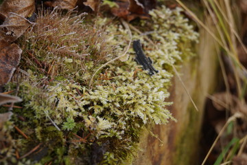 With the arrival of autumn in the forest became cold. Frost covered the moss