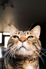 Chat