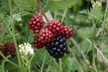 Rubus fruticosus,  blackberry